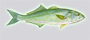 fishes9.jpg
